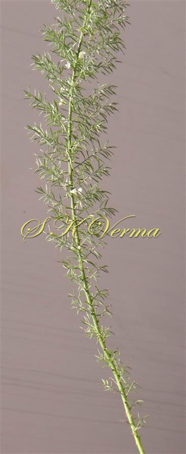 Branch